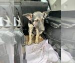 Small German Shepherd Dog