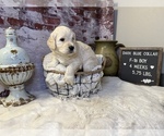 Small Photo #9 Saint Berdoodle Puppy For Sale in QUEEN CREEK, AZ, USA