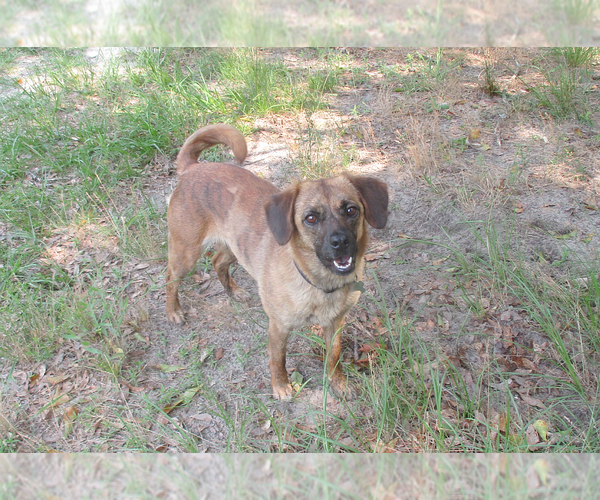 Medium Photo #4 Boxer-Pug Mix Puppy For Sale in Camden, SC, USA