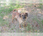 Small #3 Boxer-Pug Mix