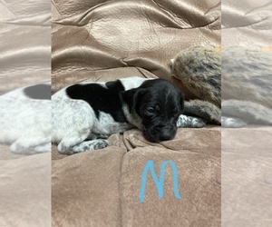 German Shorthaired Pointer Puppy for sale in HAZLEHURST, GA, USA
