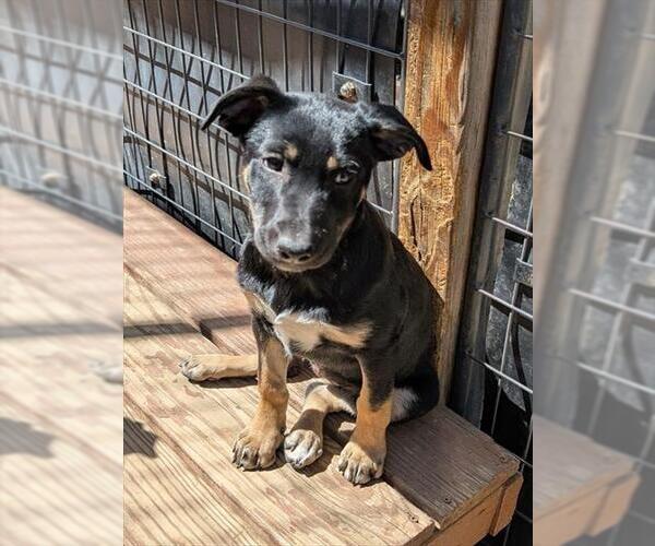 Medium Photo #2 Border Collie-Unknown Mix Puppy For Sale in Frisco, CO, USA