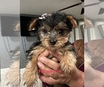Small Photo #7 Yorkshire Terrier Puppy For Sale in MERCED, CA, USA