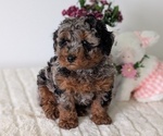 Small #2 Poodle (Miniature)