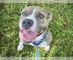 Small #1 American Staffordshire Terrier Mix
