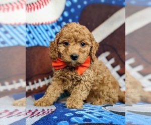 Cavapoo Puppy for sale in KIRKWOOD, PA, USA