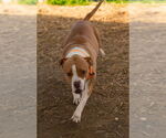 Small #5 Boxer Mix