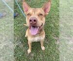 Small #1 American Pit Bull Terrier Mix
