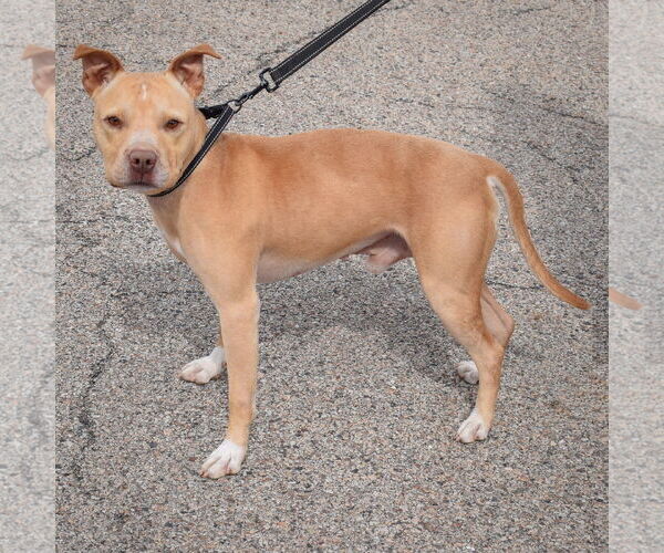 Medium Photo #2 American Staffordshire Terrier-Unknown Mix Puppy For Sale in Huntley, IL, USA