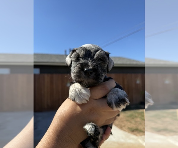 Medium Photo #11 Schnauzer (Miniature) Puppy For Sale in ORCUTT, CA, USA