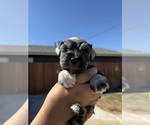 Small #10 Schnauzer (Miniature)
