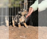 Small Photo #40 Catahoula Leopard Dog Puppy For Sale in BUSHNELL, IL, USA