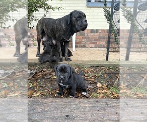Cane Corso Puppy for sale in FAIRBURN, GA, USA