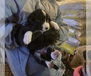 Border Collie Puppy for sale in BLANCHARDVILLE, WI, USA