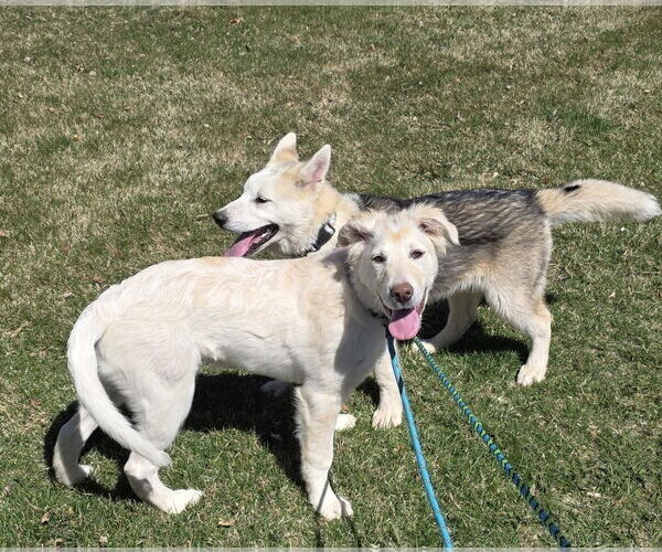 Medium Photo #3 Huskies -Unknown Mix Puppy For Sale in Sandy, UT, USA