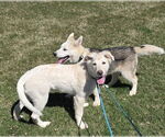 Small #2 Huskies  Mix