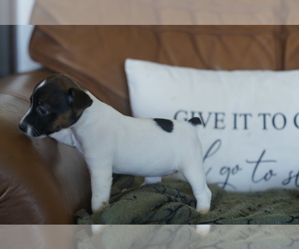 Medium Photo #8 Jack Russell Terrier Puppy For Sale in BELLVILLE, TX, USA