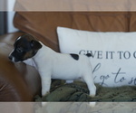 Small #7 Jack Russell Terrier