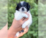 Small #1 Papillon Mix