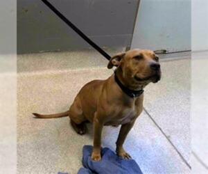 American Staffordshire Terrier-Unknown Mix Dogs for adoption in Tallahassee, FL, USA