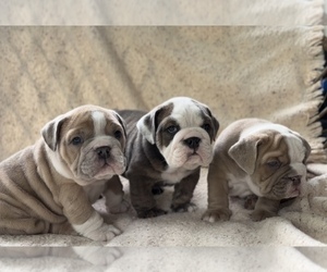 English Bulldog Puppy for Sale in CHATTANOOGA, Tennessee USA
