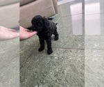 Small Photo #34 Cavapoo-Poodle (Toy) Mix Puppy For Sale in PENSACOLA, FL, USA