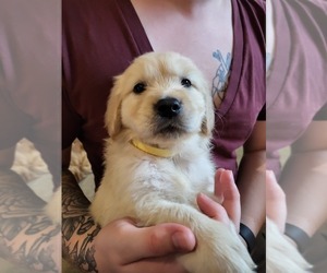 Golden Retriever Puppy for Sale in BUFFALO GROVE, Illinois USA