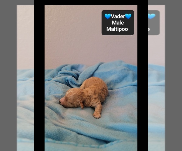 Medium Photo #2 Maltipoo (Toy) Puppy For Sale in TUCSON, AZ, USA