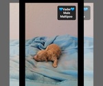 Small #1 Maltipoo (Toy)