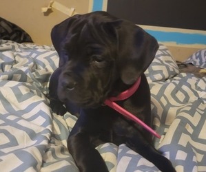 Cane Corso Puppy for sale in HORNELL, NY, USA