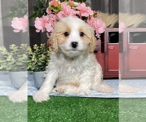 Bichpoo-Cavalier King Charles Spaniel Mix Puppy for sale in CANOGA, NY, USA
