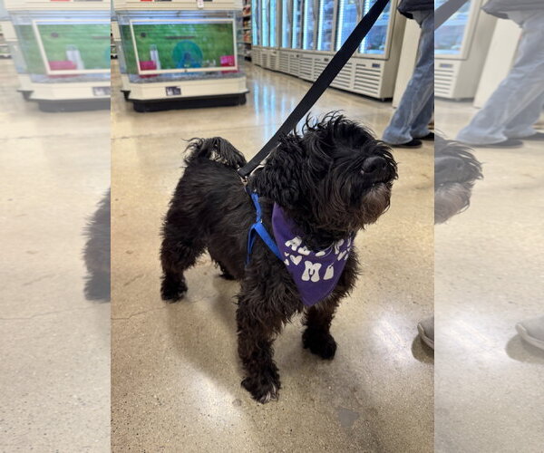 Medium Photo #2 Poodle (Miniature)-Unknown Mix Puppy For Sale in Wheaton, IL, USA