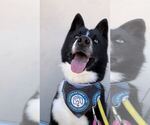 Small #18 Border Collie-Siberian Husky Mix