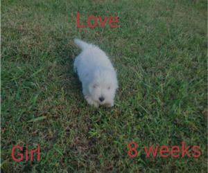 Medium West Highland White Terrier