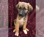 Barnaby Jones - Male Mutt Dog for Adoption - Small photo