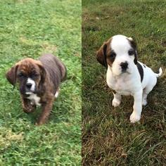 Boxer-English Springer Spaniel Mix Puppy for sale in LEVITTOWN, PA, USA