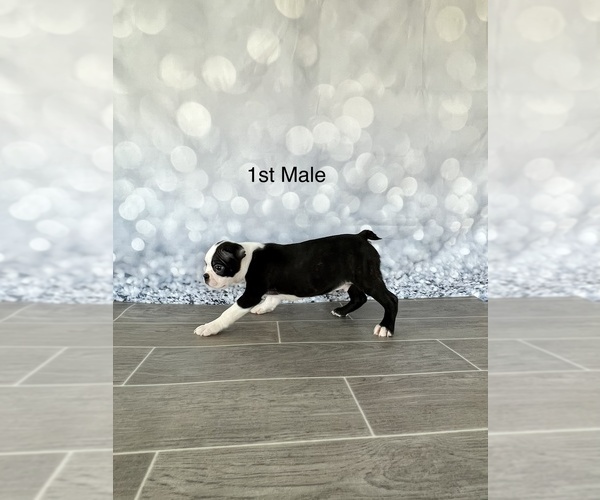 Medium Photo #4 Boston Terrier Puppy For Sale in EWING, KY, USA