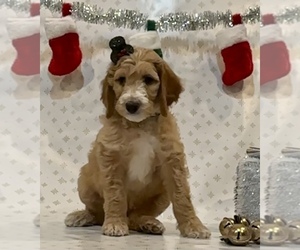 Goldendoodle Puppy for Sale in BULLARD, Texas USA