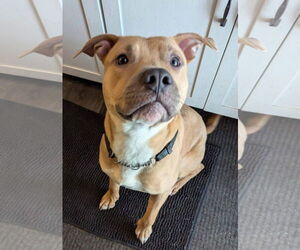 American Pit Bull Terrier-Unknown Mix Dogs for adoption in Germantown, OH, USA