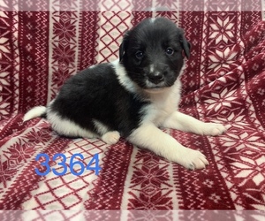 Gollie Puppy for sale in MONCLOVA, OH, USA