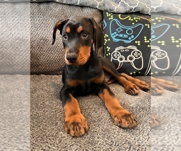 Medium Photo #3 Doberman Pinscher Puppy For Sale in INDIANAPOLIS, IN, USA