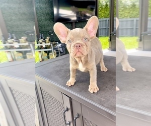 French Bulldog Puppy for Sale in MIAMI, Florida USA