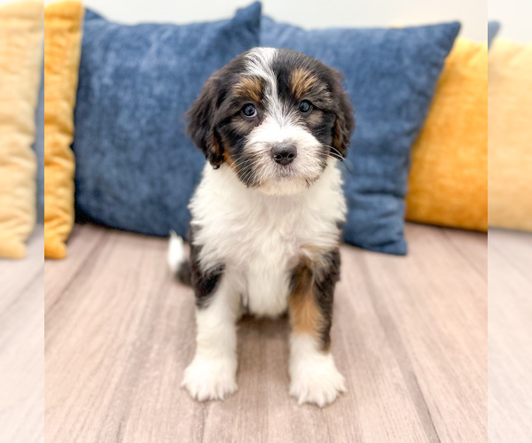 Medium Photo #4 Bernedoodle (Miniature) Puppy For Sale in DUNDEE, OH, USA