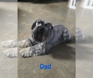 Father of the Schnauzer (Miniature) puppies born on 05/11/2025