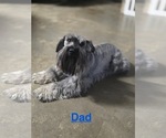 Small Photo #1 Schnauzer (Miniature) Puppy For Sale in GILROY, CA, USA