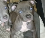 Puppy Twin American Bully