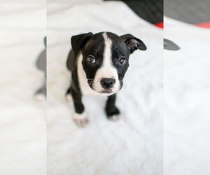 Mutt Dogs for adoption in Germantown, OH, USA