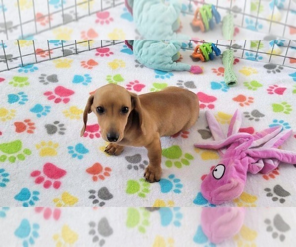 Medium Photo #7 Dachshund Puppy For Sale in ORO VALLEY, AZ, USA