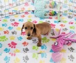 Small #6 Dachshund