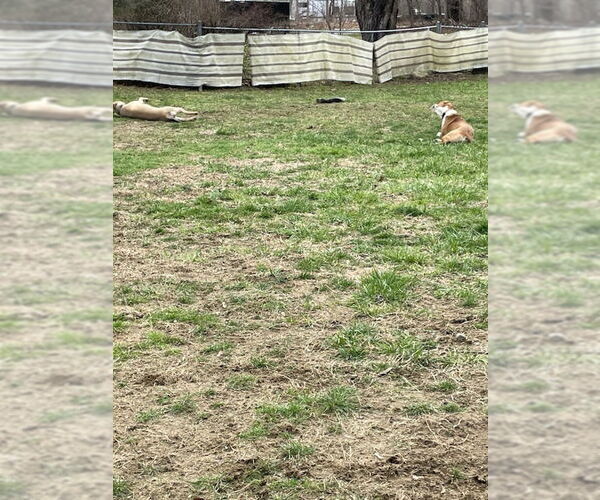 Medium Photo #3 American Staffordshire Terrier-Chinese Shar-Pei Mix Puppy For Sale in WESTHAMPTON, MA, USA